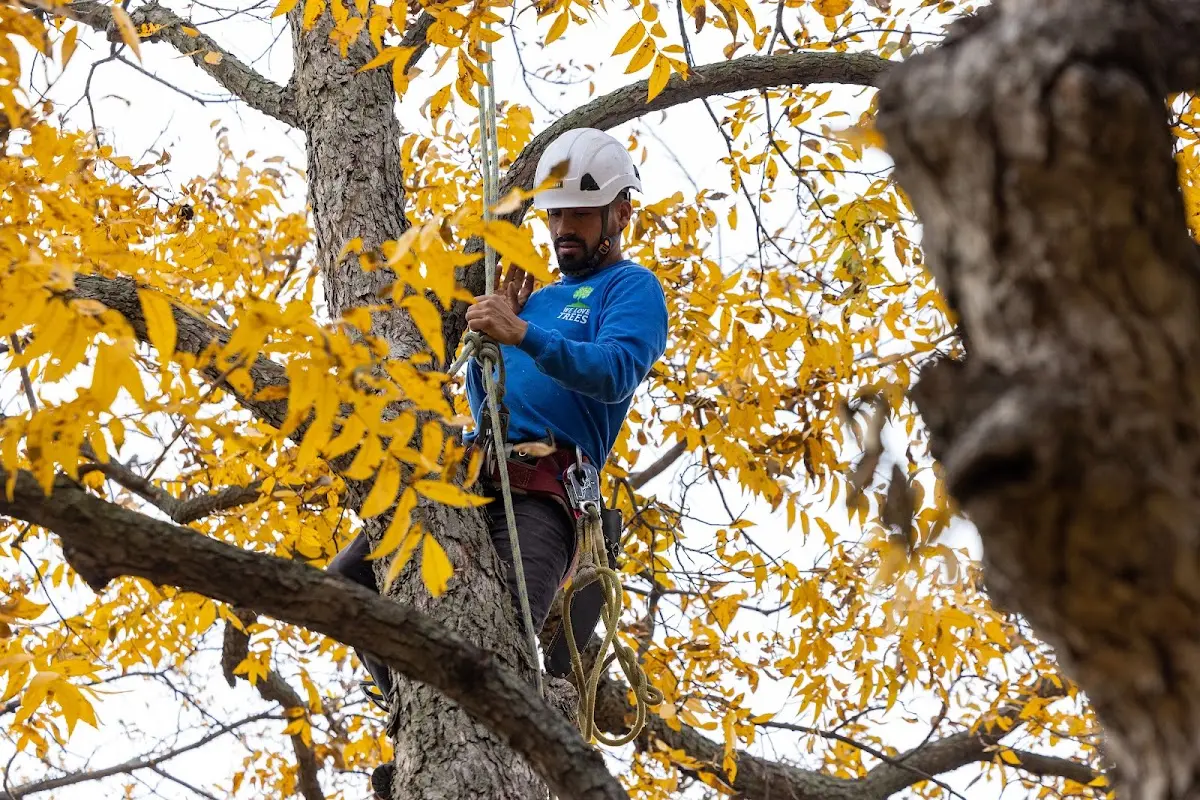 Skilled Storm Damage Cleanup crew working in Woodburn
