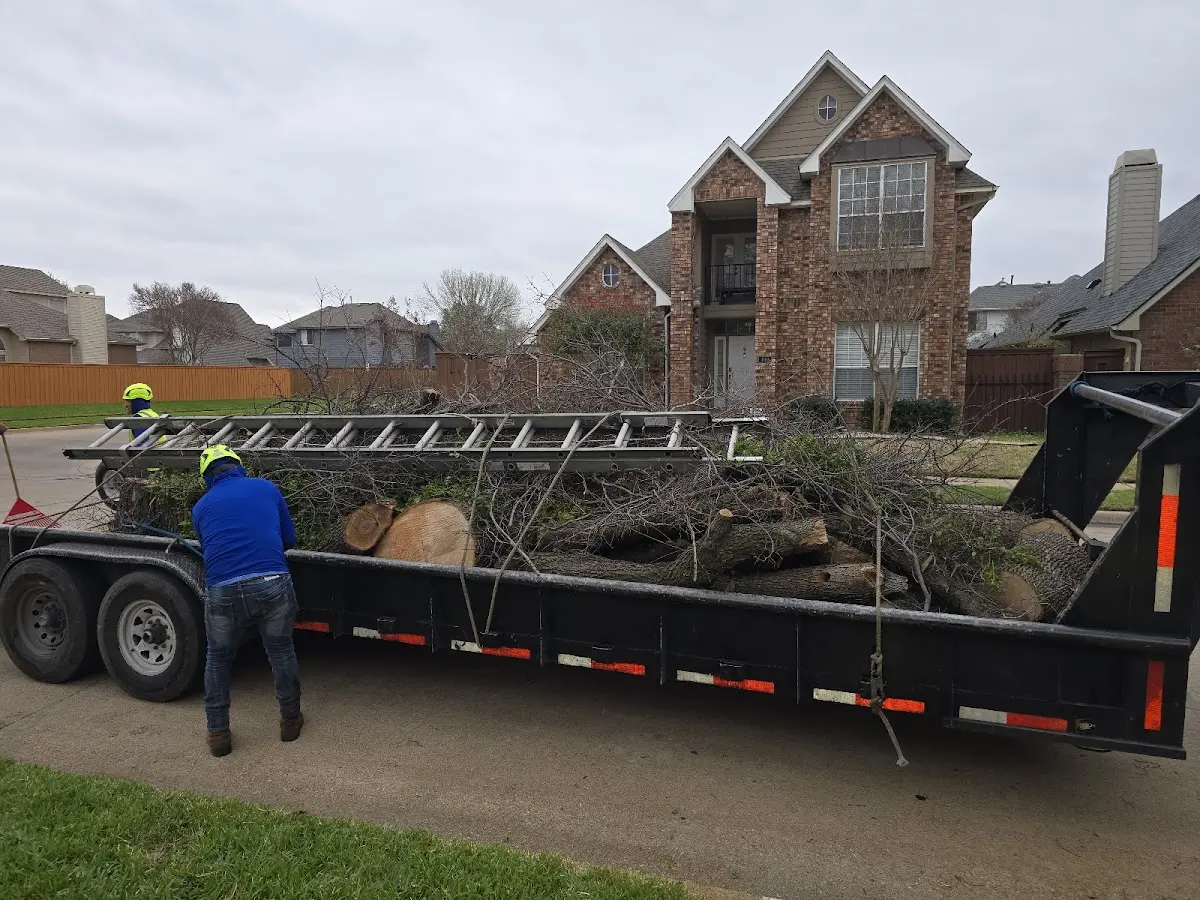 Expert Tree Removal with proper safety equipment in Woodburn